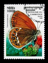 Attēlu rezultāti vaicājumam “Coenonympha hero”