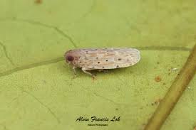 Attēlu rezultāti vaicājumam “Cixiidae”