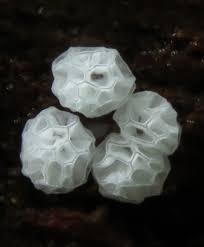 Attēlu rezultāti vaicājumam “Ceratiomyxa morchella”