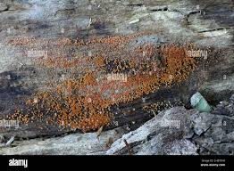 Attēlu rezultāti vaicājumam “Nectria peziza”