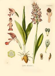 Attēlu rezultāti vaicājumam “Orchis militaris flower”