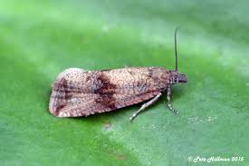 Attēlu rezultāti vaicājumam “Celypha striana”