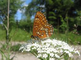 Attēlu rezultāti vaicājumam “Euphydryas maturna upperside”