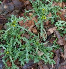 Attēlu rezultāti vaicājumam “Senecio vulgaris flower”