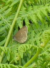 Attēlu rezultāti vaicājumam “Aphantopus hyperantus underside”