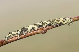 Attēlu rezultāti vaicājumam “Laspeyria flexula”