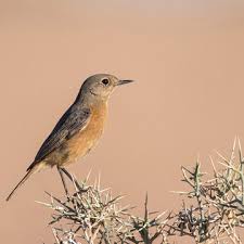 Image result for Phoenicurus moussieri