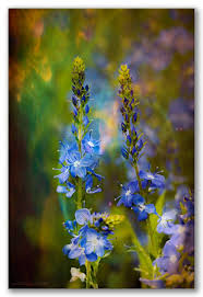 Attēlu rezultāti vaicājumam “Veronica officinalis flower”