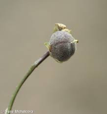 Attēlu rezultāti vaicājumam “Viola collina flower”
