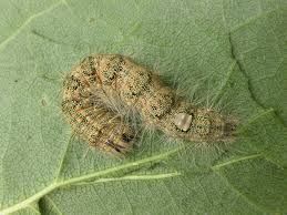 Attēlu rezultāti vaicājumam “Acronicta megacephala larva”