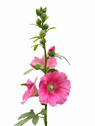 Attēlu rezultāti vaicājumam “Alcea rosea bud”