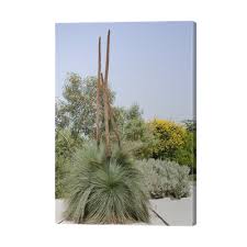 Attēlu rezultāti vaicājumam “Xanthorrhoeaceae”