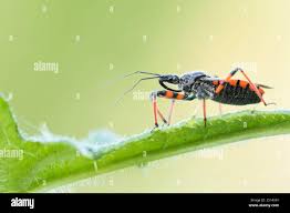 Attēlu rezultāti vaicājumam “Rhynocoris annulatus nymph”