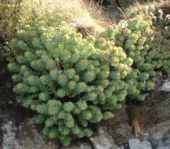 Attēlu rezultāti vaicājumam “Rhodiola rosea flower”