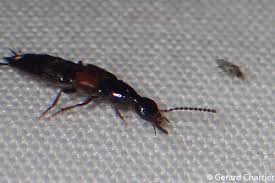 Attēlu rezultāti vaicājumam “Staphylinidae”