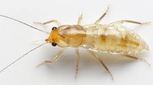 Attēlu rezultāti vaicājumam “Psocoptera”