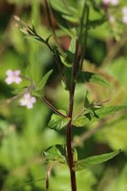 Attēlu rezultāti vaicājumam “Epilobium roseum leaf”