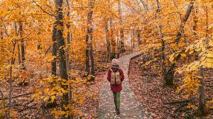 Bildergebnis für Fall…