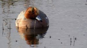 Attēlu rezultāti vaicājumam “Anas penelope”