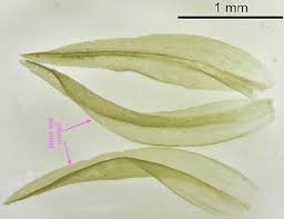 Attēlu rezultāti vaicājumam “Orthotrichum speciosum sporophyte”