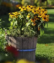 Image result for Sonnenhut