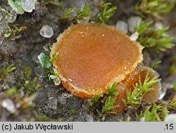 Attēlu rezultāti vaicājumam “Octospora humosa”