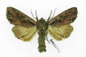 Attēlu rezultāti vaicājumam “Lacanobia suasa”