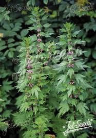 Image result for Leonurus cardiaca