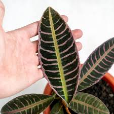 Attēlu rezultāti vaicājumam “Rhabdoweisia fugax sporophyte”