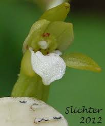 Attēlu rezultāti vaicājumam “Corallorhiza trifida flower”