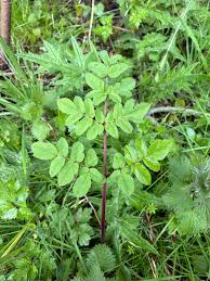 Attēlu rezultāti vaicājumam “Angelica sylvestris leaf”