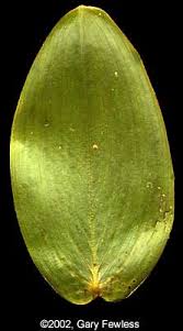 Attēlu rezultāti vaicājumam “Potamogeton natans leaf”