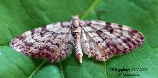 Attēlu rezultāti vaicājumam “Eupithecia tantillaria”