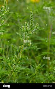 Attēlu rezultāti vaicājumam “Ambrosia artemisiifolia”