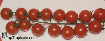 Attēlu rezultāti vaicājumam “Lycopersicon esculentum”