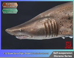 Image result for Carcharias taurus