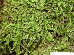 Attēlu rezultāti vaicājumam “Leiocolea rutheana”