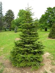 Attēlu rezultāti vaicājumam “Abies veitchii”