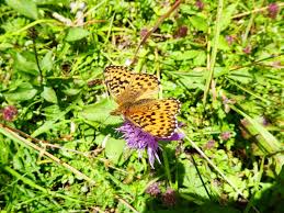 Attēlu rezultāti vaicājumam “Boloria titania”