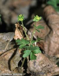 Attēlu rezultāti vaicājumam “Adoxa moschatellina flower”
