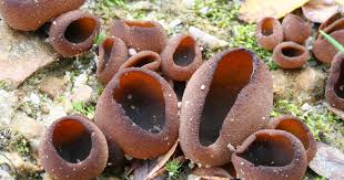 Attēlu rezultāti vaicājumam “Peziza badia”