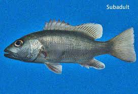 Image result for Lutjanus novemfasciatus