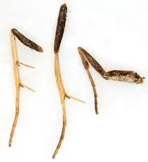 Attēlu rezultāti vaicājumam “Pyrausta cingulata”