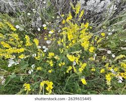 Attēlu rezultāti vaicājumam “Melilotus officinalis”