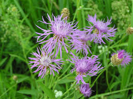 Attēlu rezultāti vaicājumam “Centaurea phrygia flower”