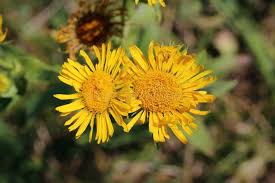 Attēlu rezultāti vaicājumam “Inula britannica”