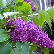 Image result for flieder