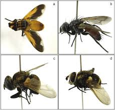 Attēlu rezultāti vaicājumam “Tachinidae”