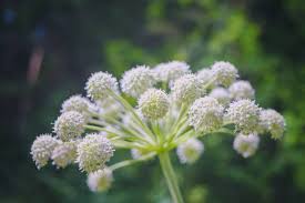Attēlu rezultāti vaicājumam “Angelica sylvestris leaf”