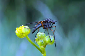 Attēlu rezultāti vaicājumam “Empididae”
